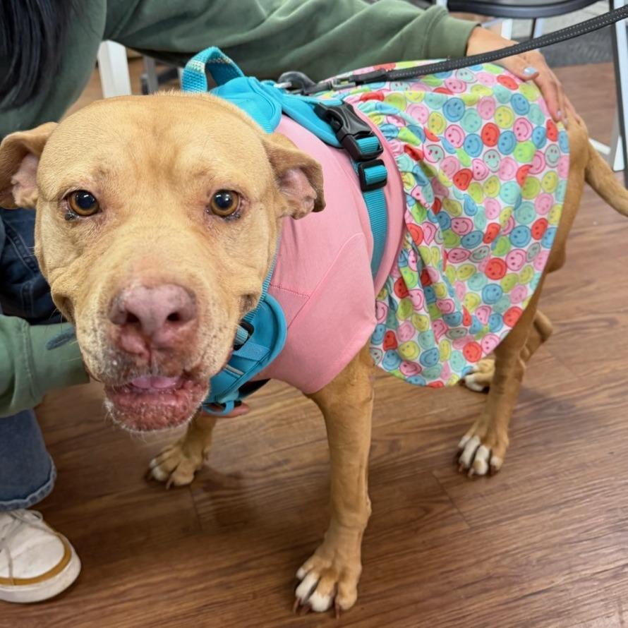 Lil Girl — thumbnail 3