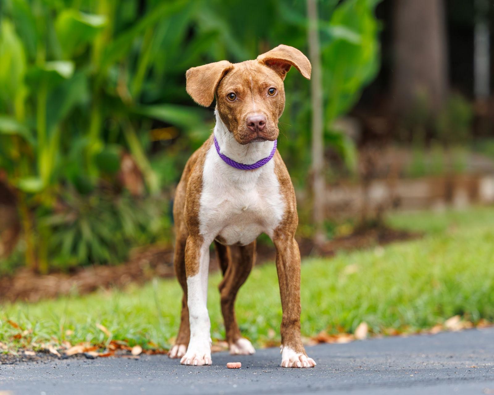 Enlarge Patch, a Adoptable Hound in Durham, NC image 1/3