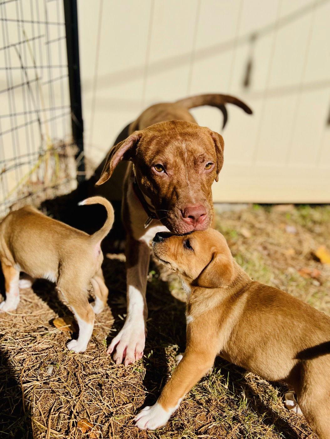 Enlarge Patch, a Adoptable Hound in Durham, NC image 2/3