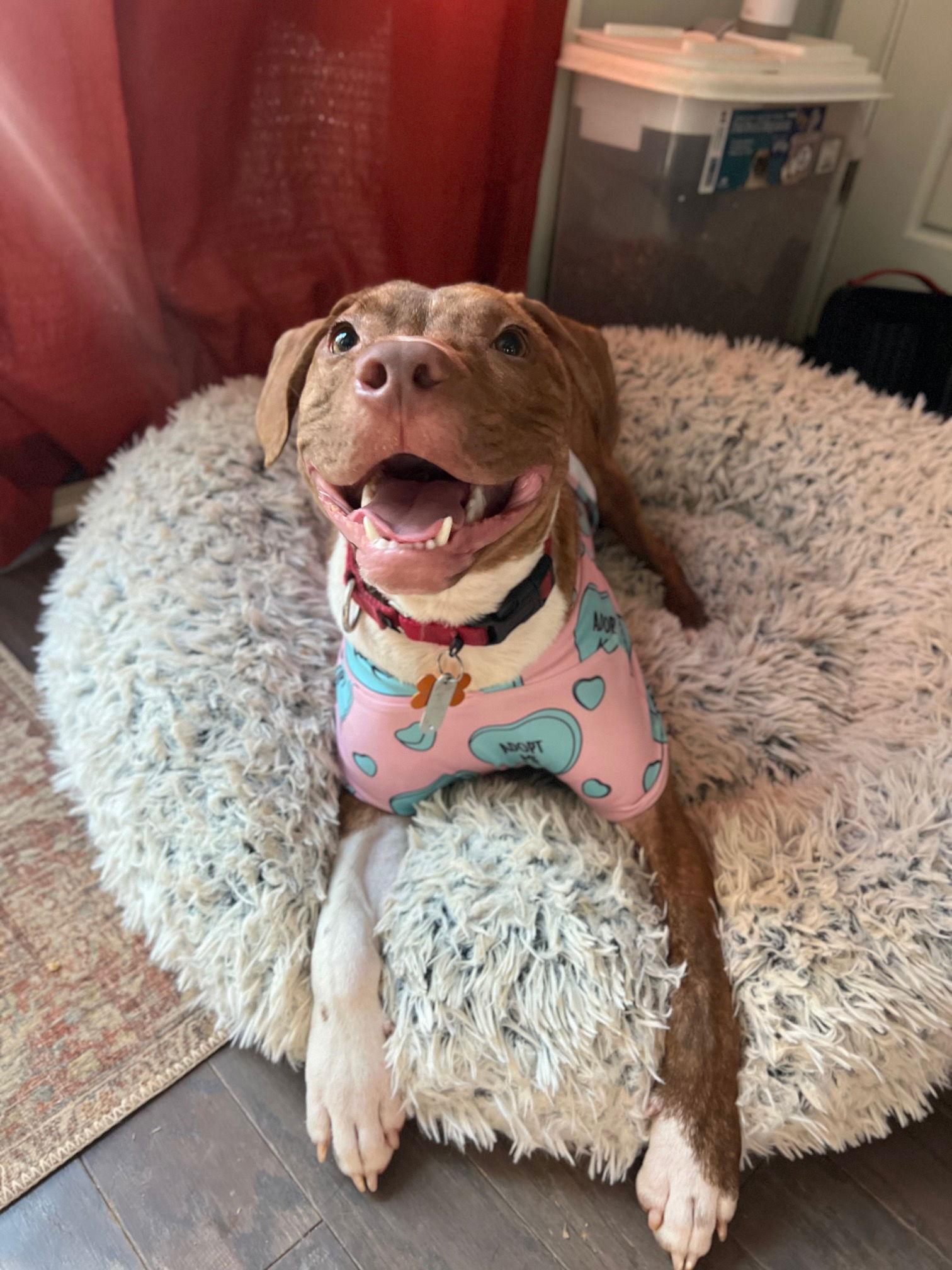 Enlarge Patch, a Adoptable Hound in Durham, NC image 3/3