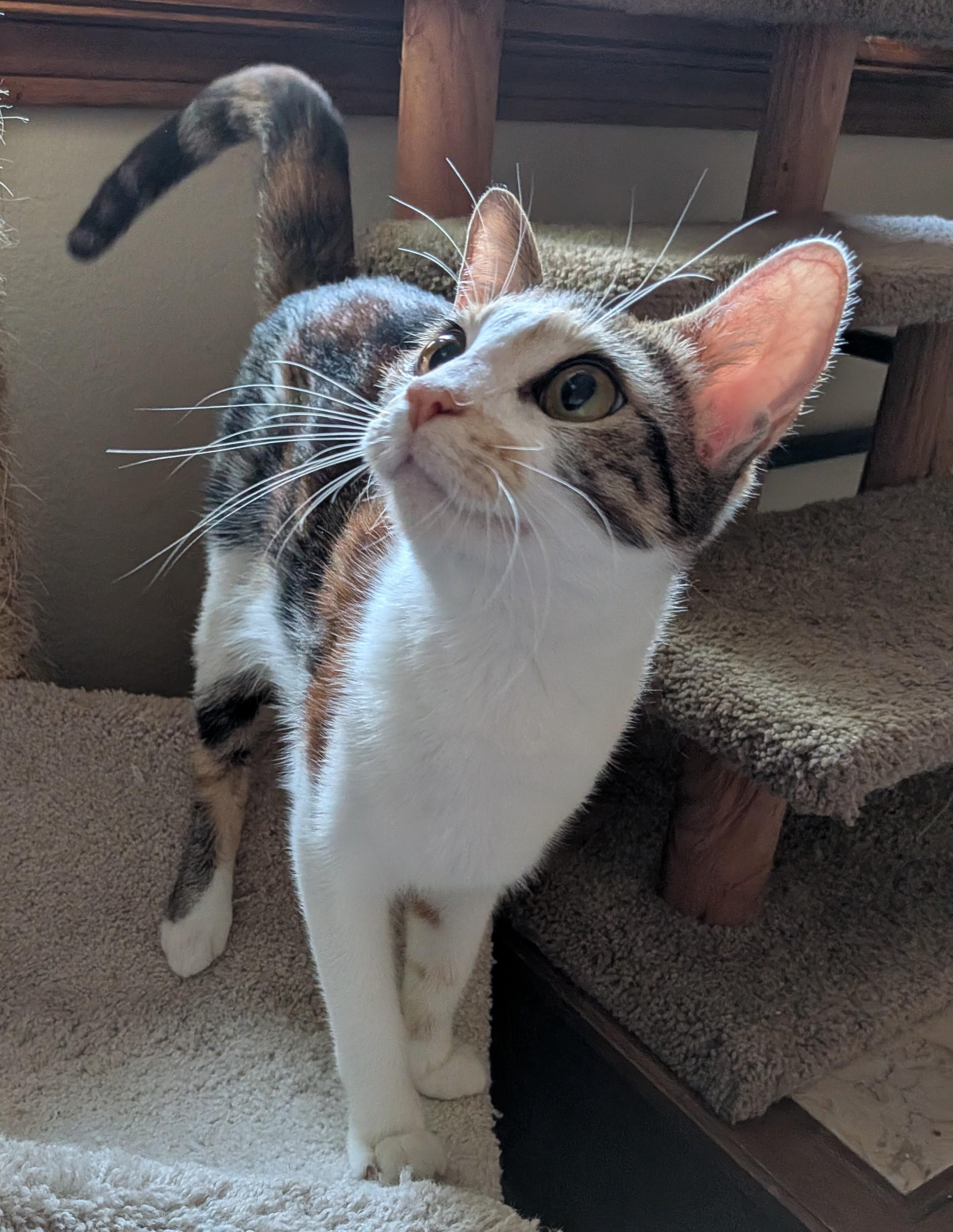 Enlarge Hedy, an adopted Domestic Short Hair in Irvine, CA image 3/5