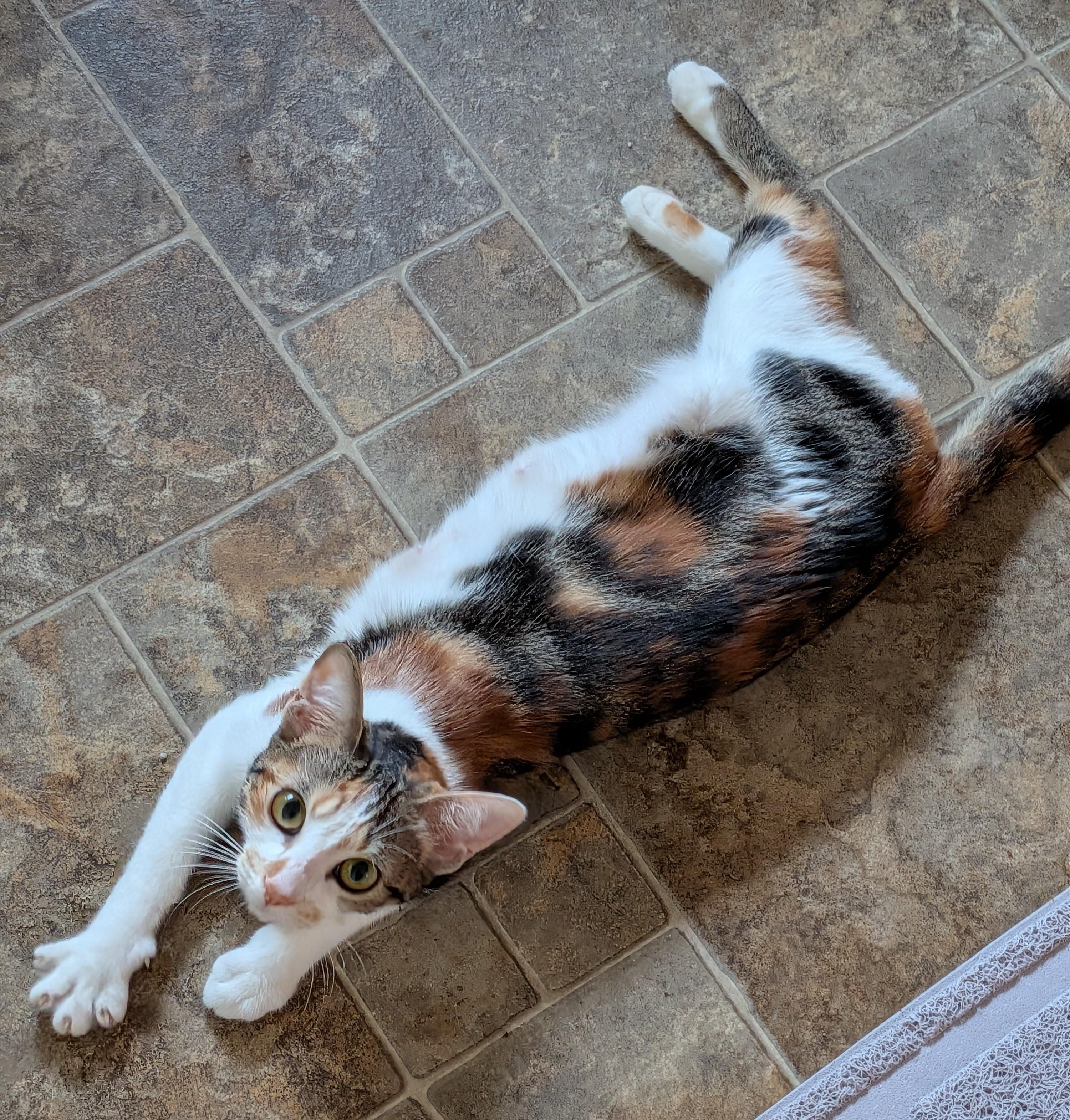 Enlarge Hedy, an adopted Domestic Short Hair in Irvine, CA image 4/5