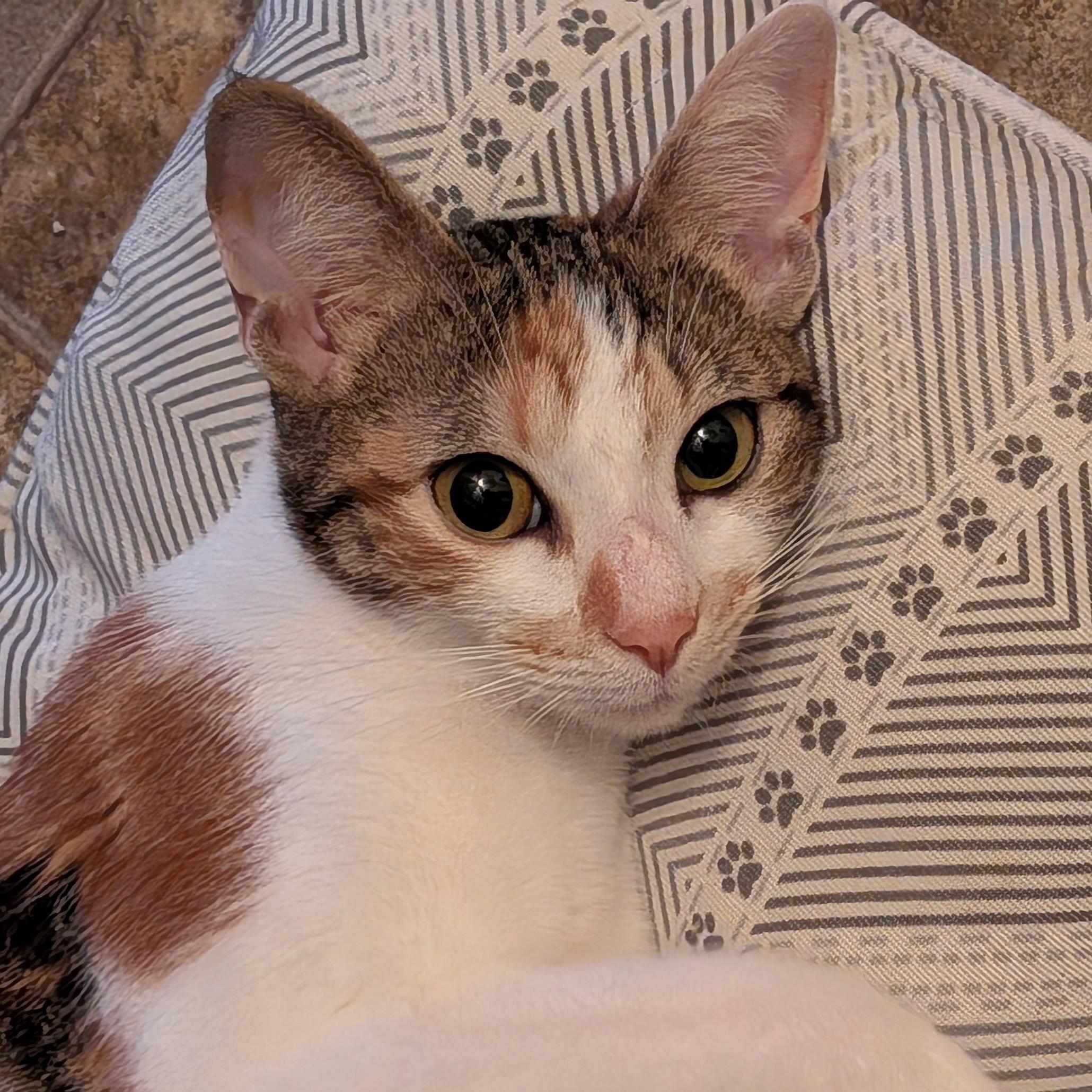 Hedy, adopted, Adult Female Domestic Short Hair.