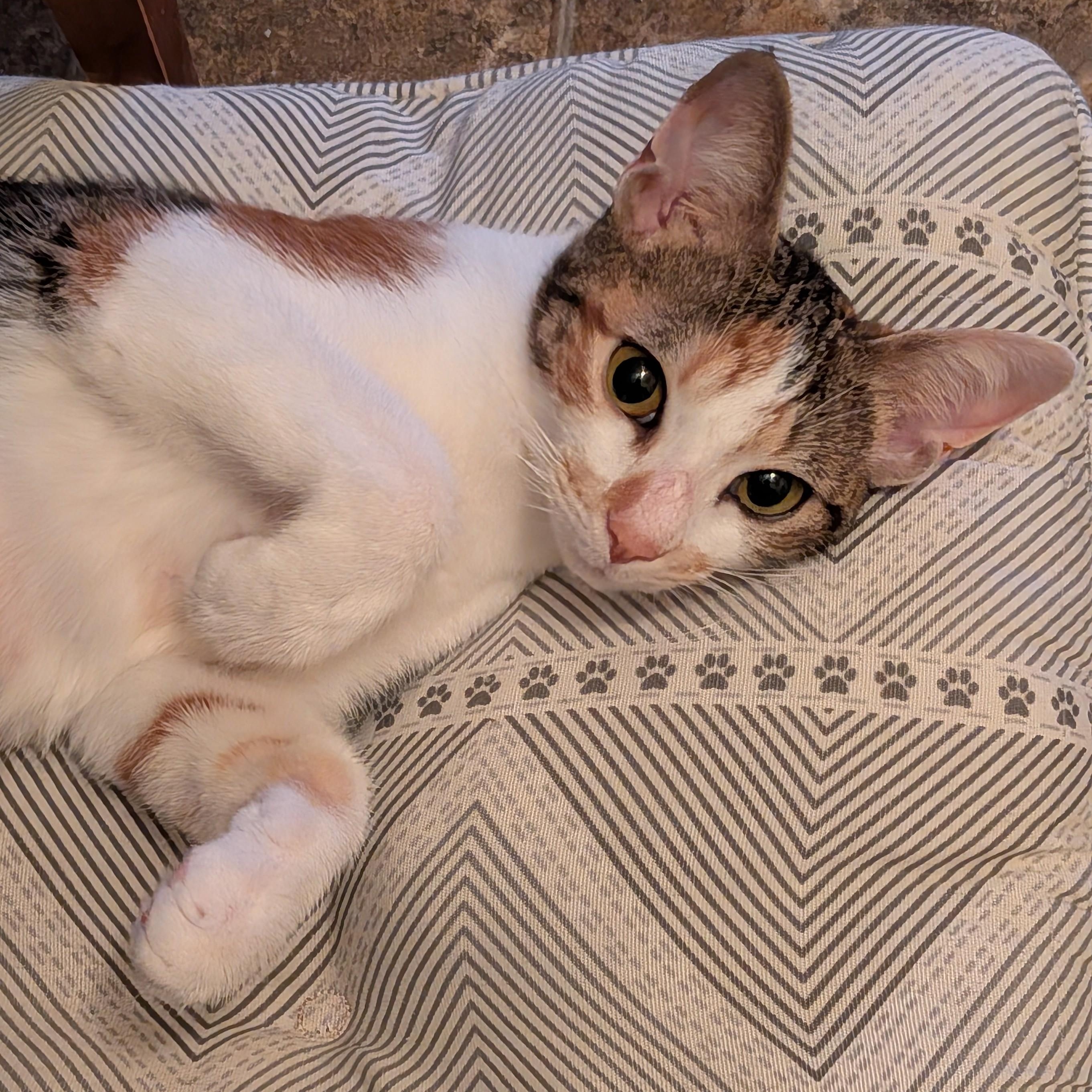 Enlarge Hedy, an adopted Domestic Short Hair in Irvine, CA image 2/5