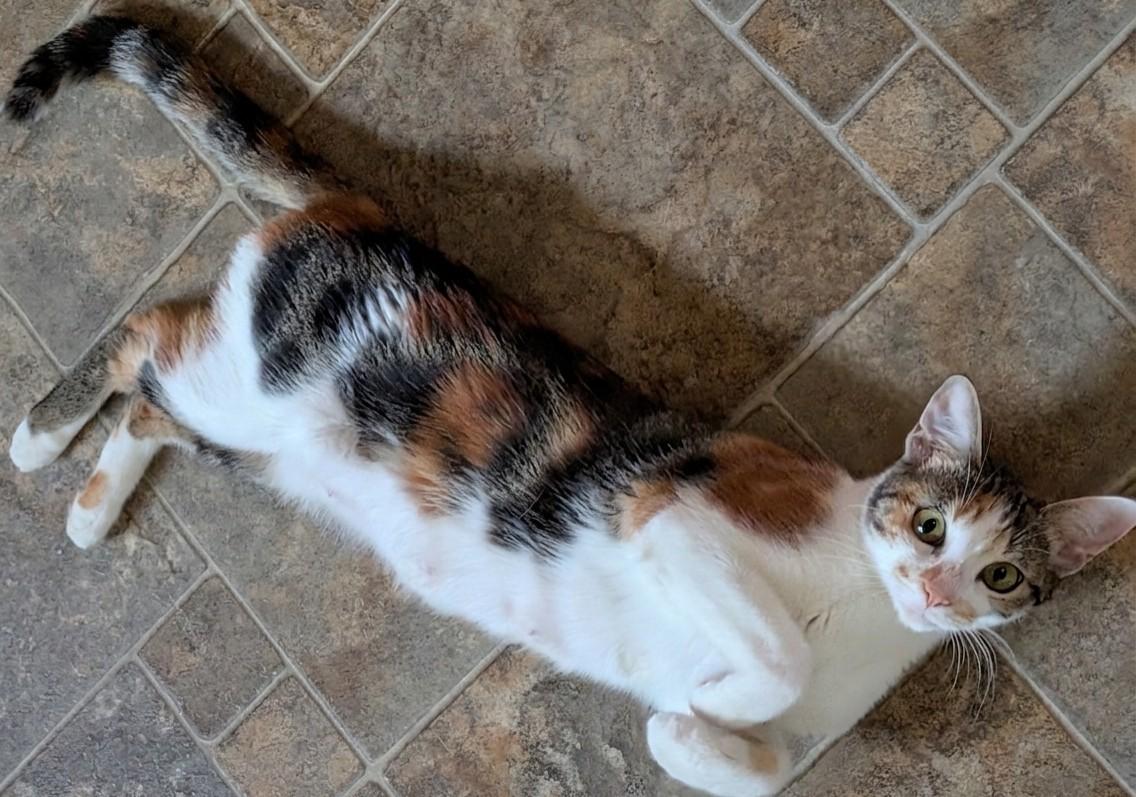 Enlarge Hedy, an adopted Domestic Short Hair in Irvine, CA image 5/5