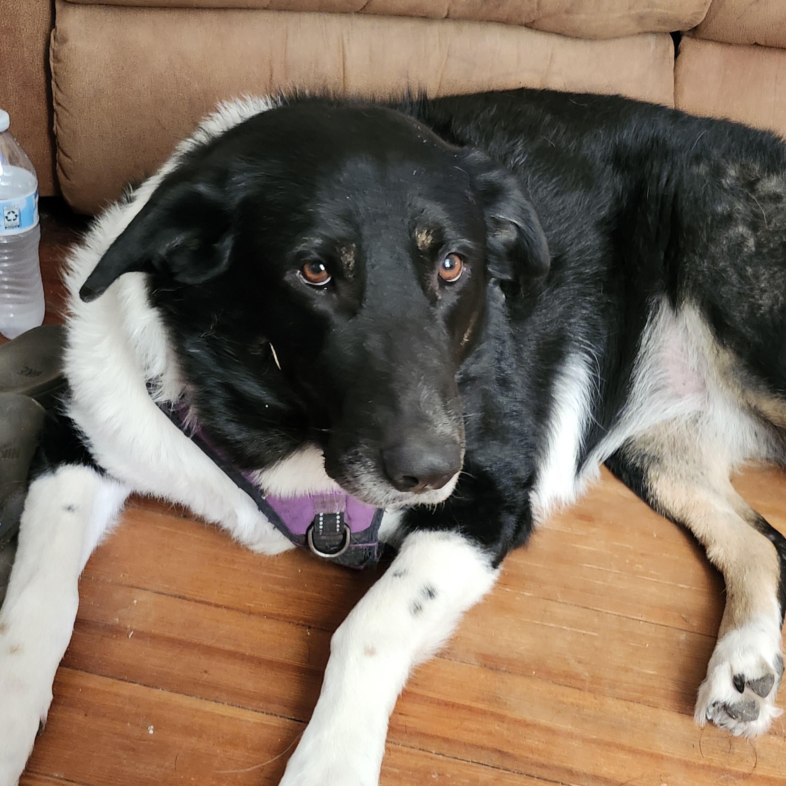 Star & Big Boy (COURTESY POST), ADOPTABLE, Adult Male Great Pyrenees & German Shepherd Dog.