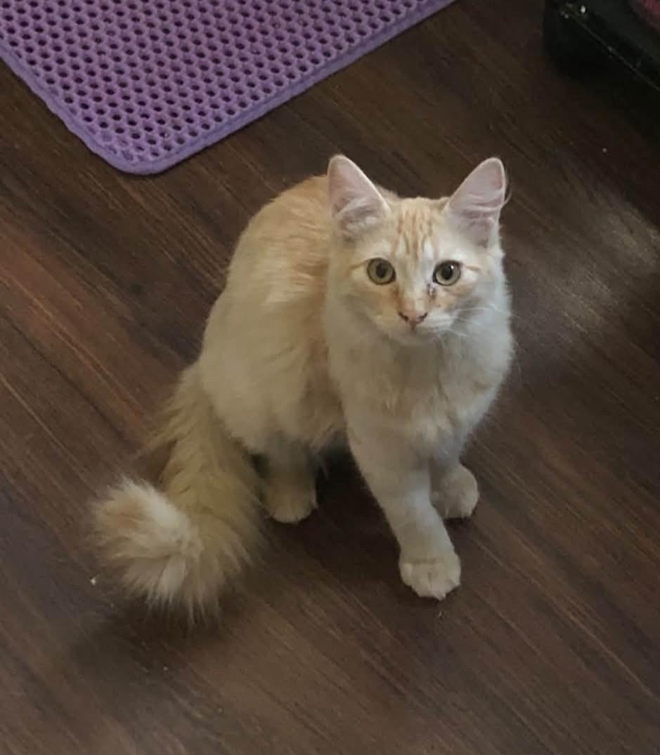 Enlarge Roz, a Adoptable Domestic Medium Hair in Reno, NV image 1/1