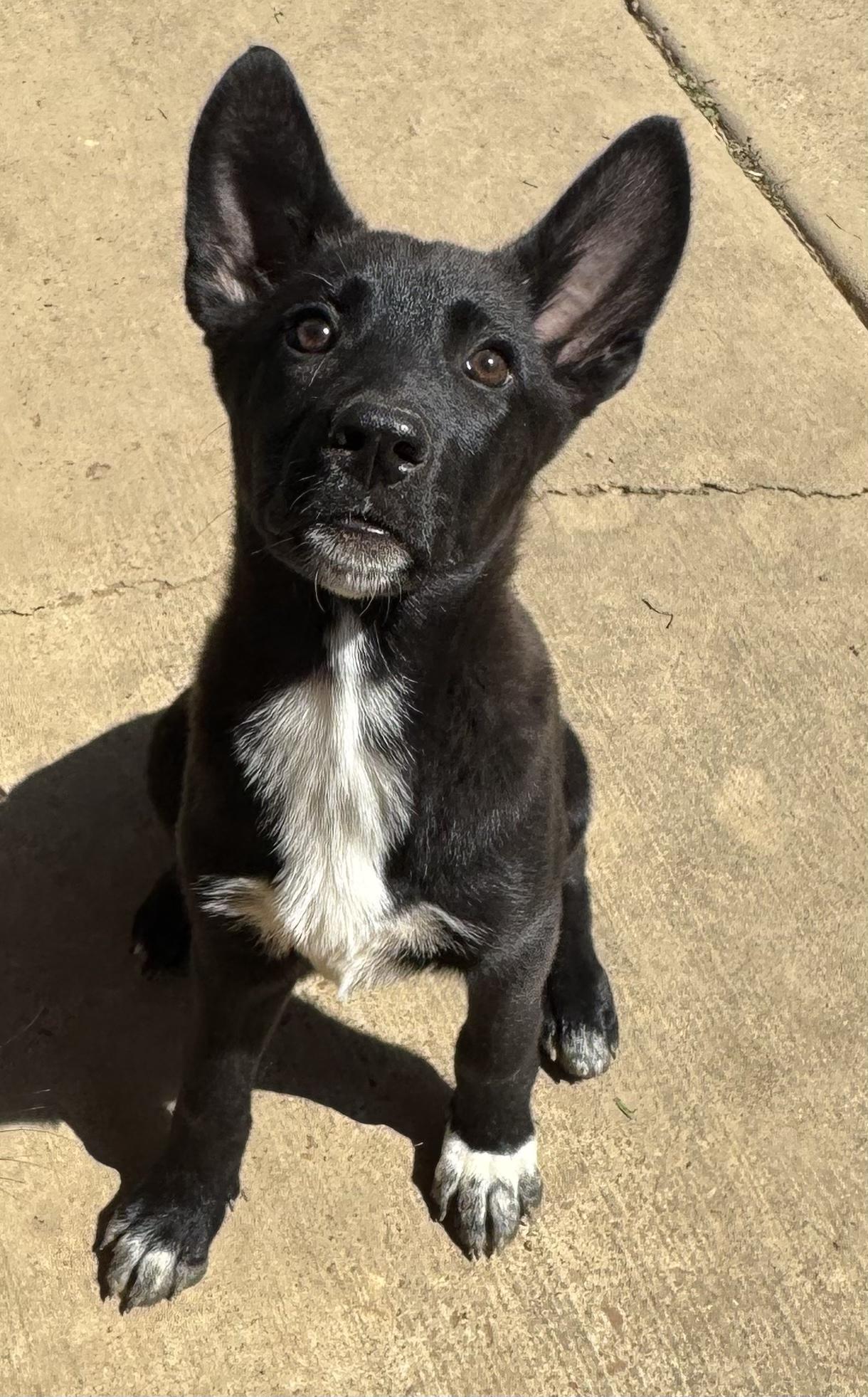 Faith, Baby Female German Shepherd Dog