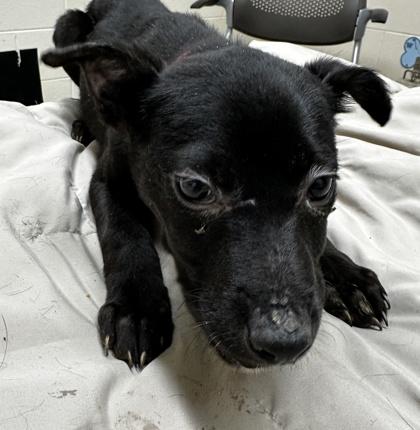 Opal, Adoptable, Puppy Female Pit Bull Terrier & Mixed Breed.