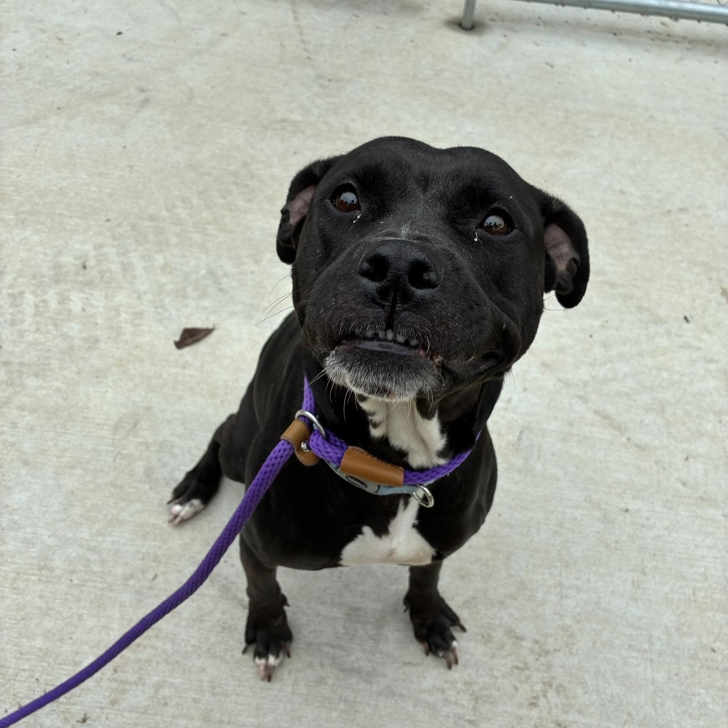Enlarge Fantina, a Adoptable mixed breed in Saint Charles, MO image 2/3