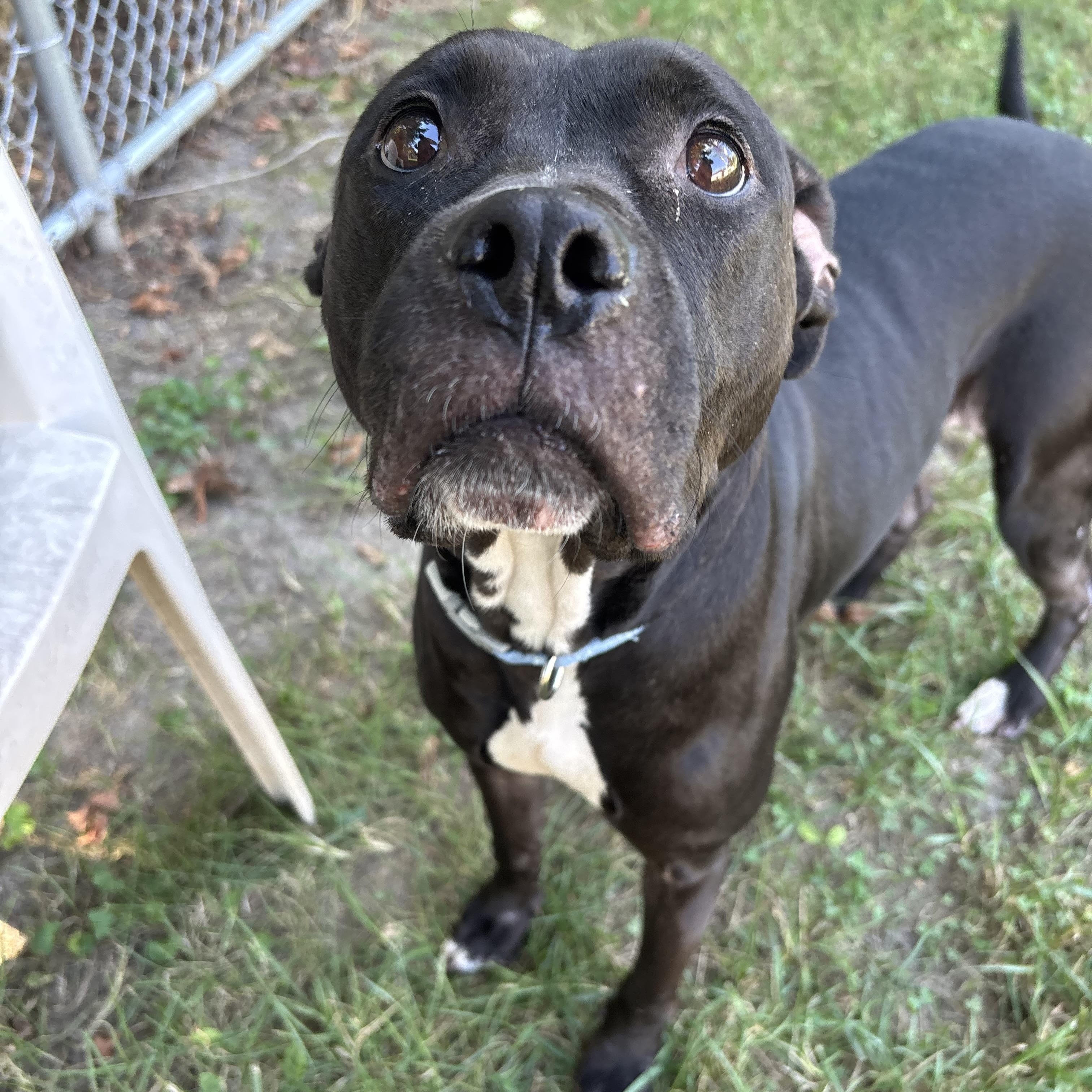 Fantina, Adoptable, Young Female Pit Bull Terrier.