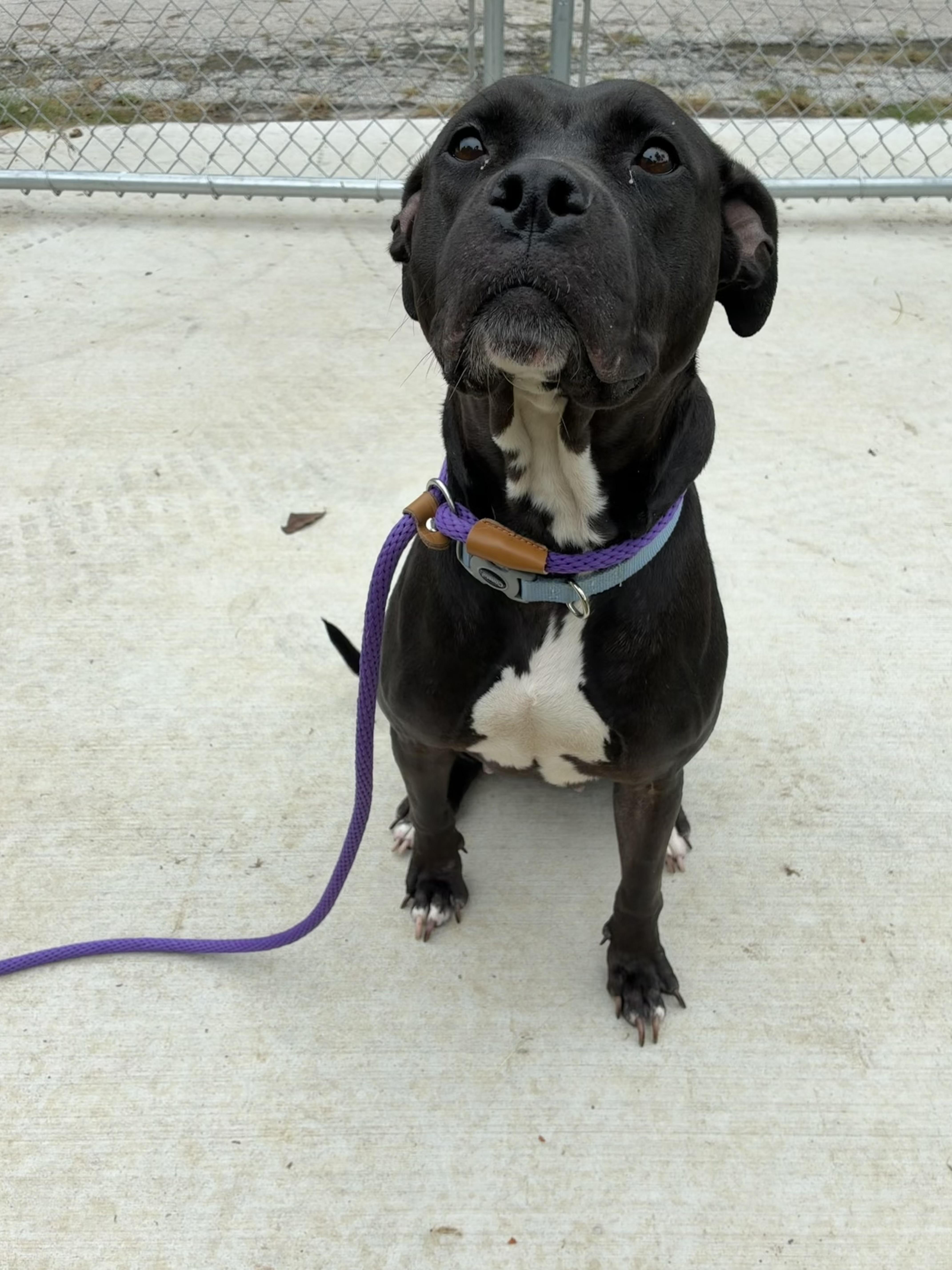 Enlarge Fantina, a Adoptable mixed breed in Saint Charles, MO image 3/3