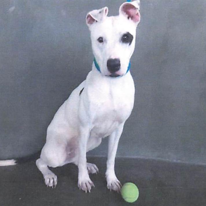 Sarah A2009372, Adoptable, Adult Female Mixed Breed.