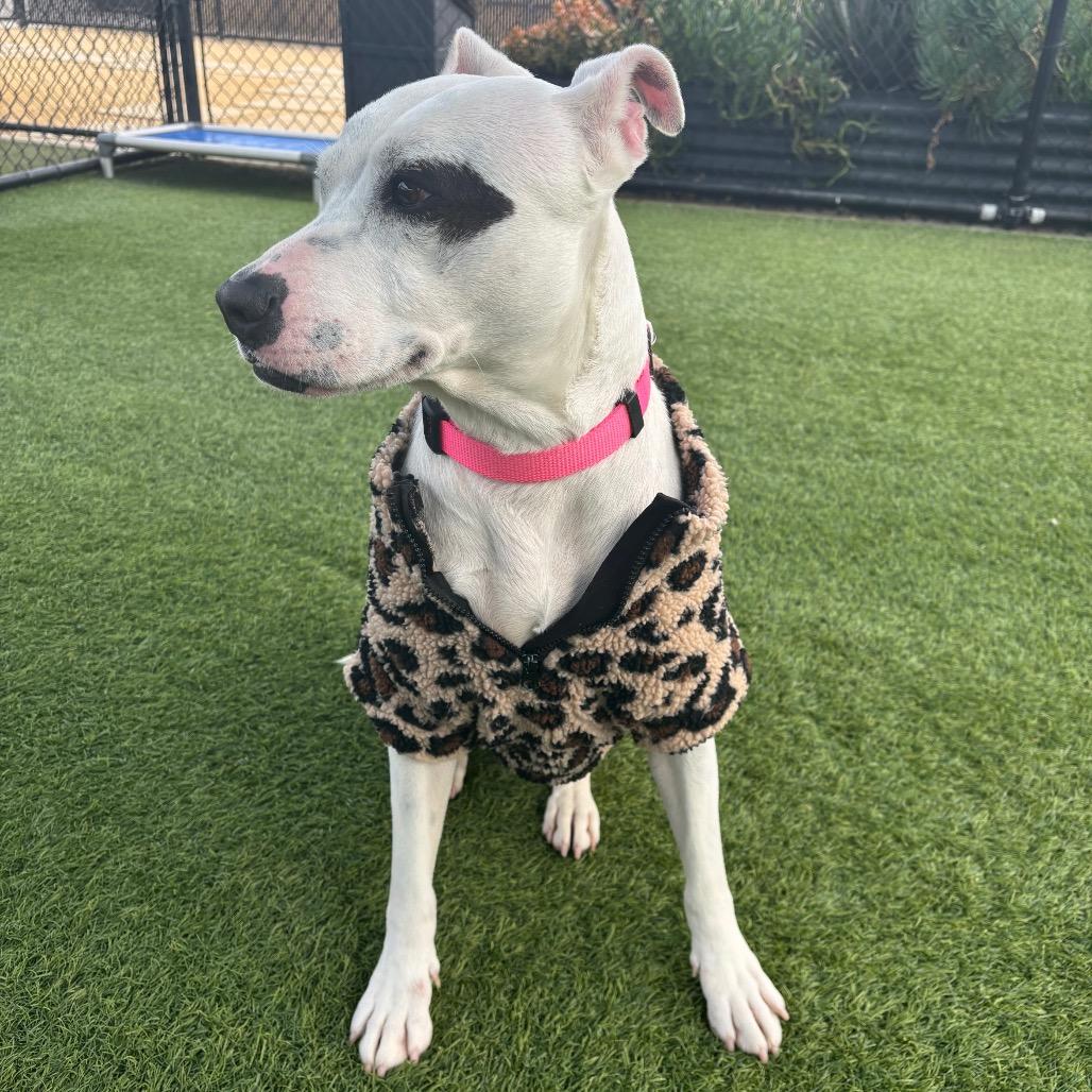 Enlarge Sarah A2009372, a Adoptable Mixed Breed in San Antonio, TX image 2/6