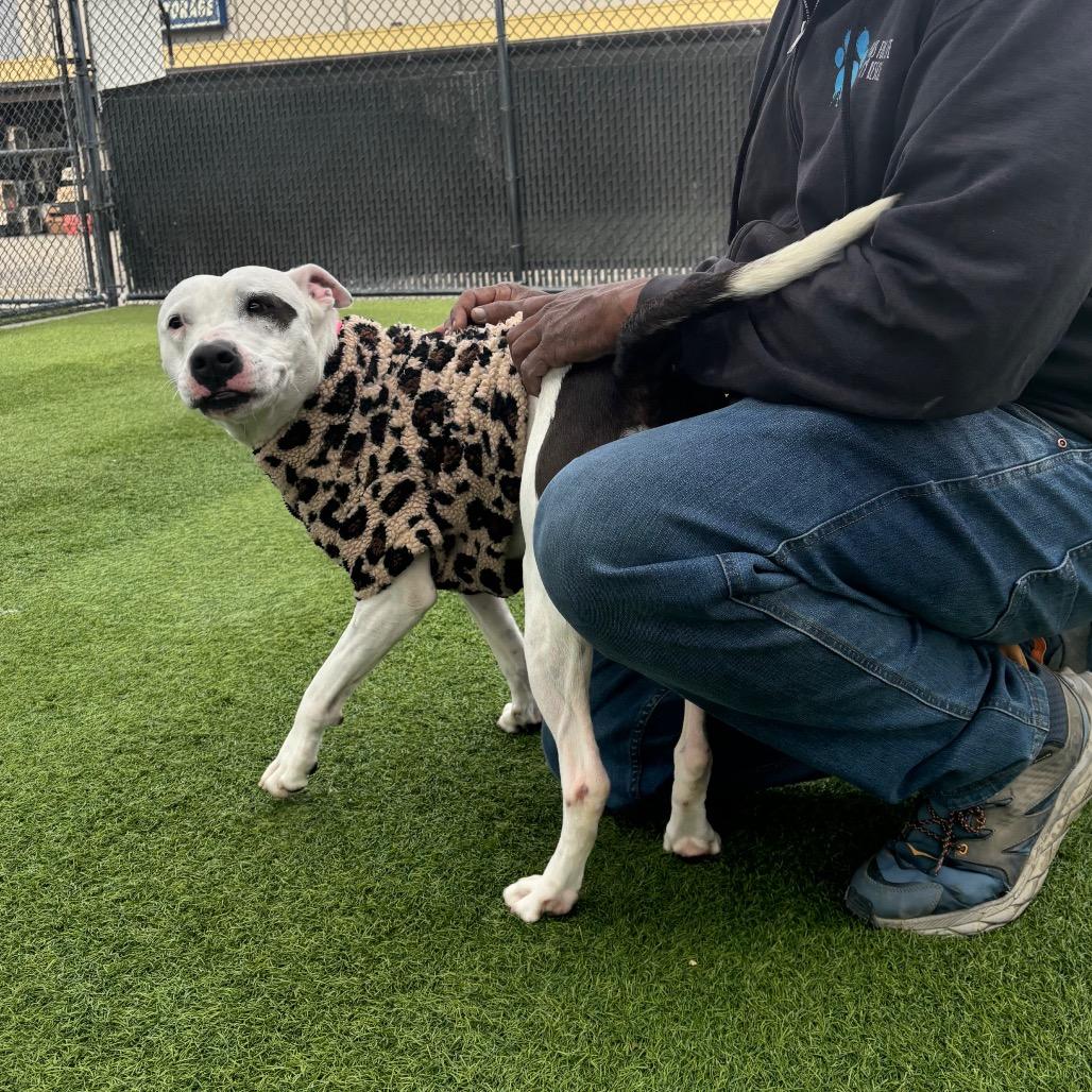 Enlarge Sarah A2009372, a Adoptable Mixed Breed in San Antonio, TX image 3/6