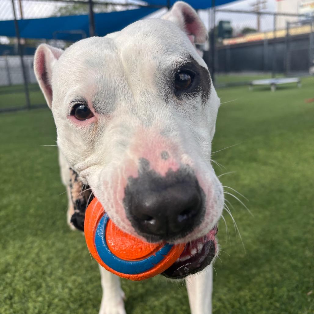 Enlarge Sarah A2009372, a Adoptable Mixed Breed in San Antonio, TX image 4/6
