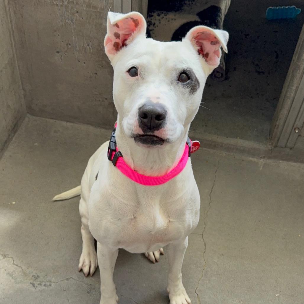 Enlarge Sarah A2009372, a Adoptable Mixed Breed in San Antonio, TX image 5/6