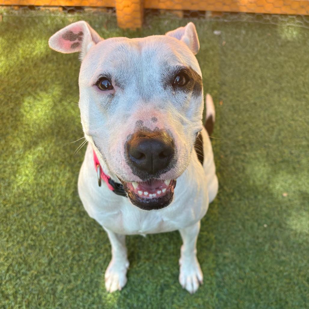 Enlarge Sarah A2009372, a Adoptable Mixed Breed in San Antonio, TX image 6/6