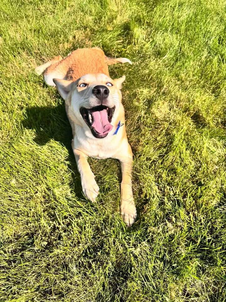 Spice, Adoptable, Puppy Female Siberian Husky.