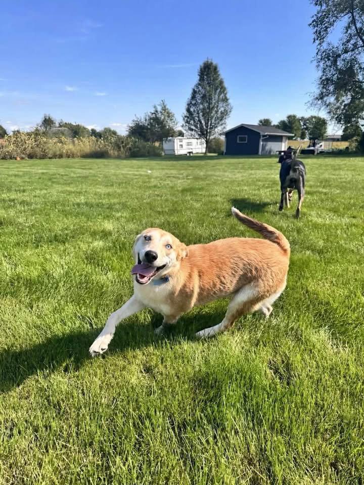 Enlarge Spice, a Adoptable Siberian Husky in New London, WI image 2/3