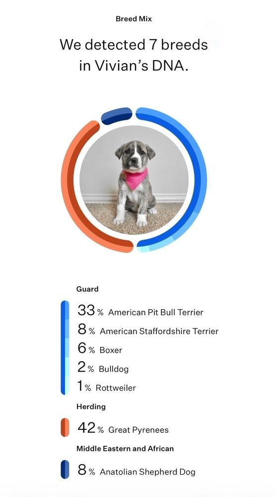 Edward, Adoptable, Puppy Male Great Pyrenees & Pit Bull Terrier.