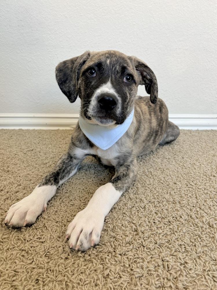 Edward, a Adoptable mixed breed in Frisco, TX image 2/6