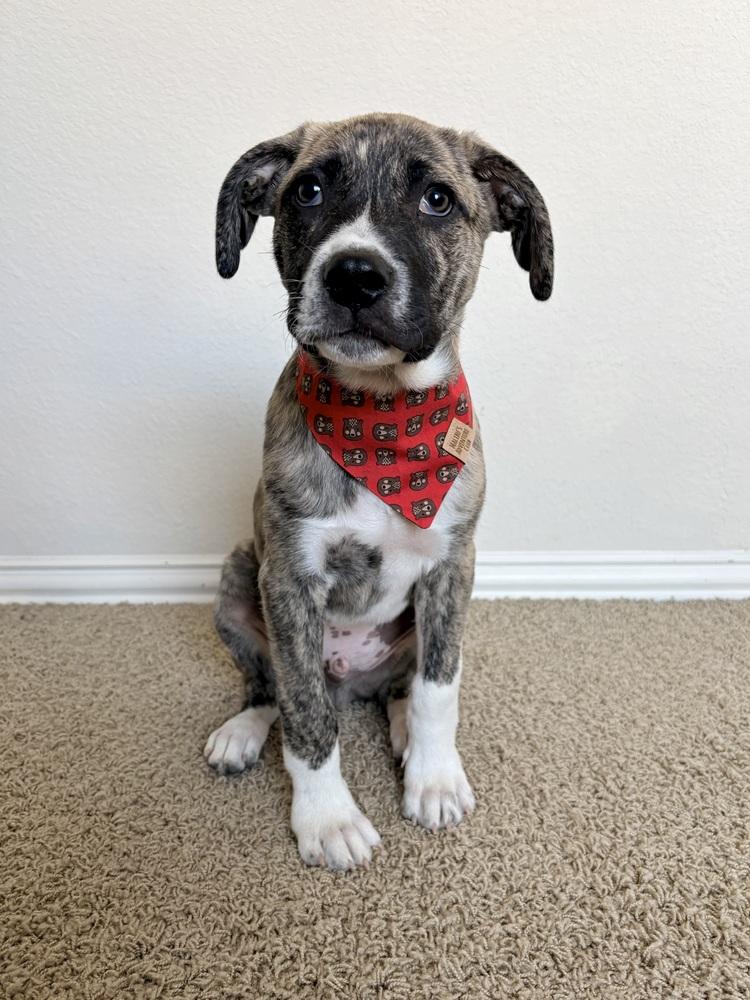 Edward, a Adoptable mixed breed in Frisco, TX image 3/6