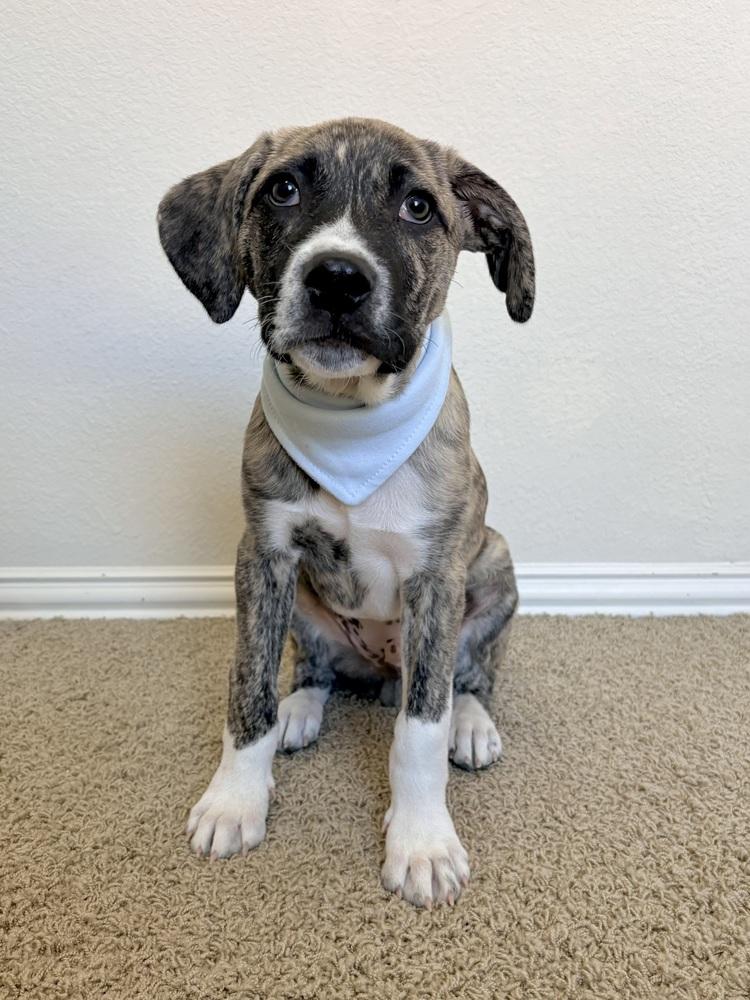 Edward, a Adoptable mixed breed in Frisco, TX image 4/6