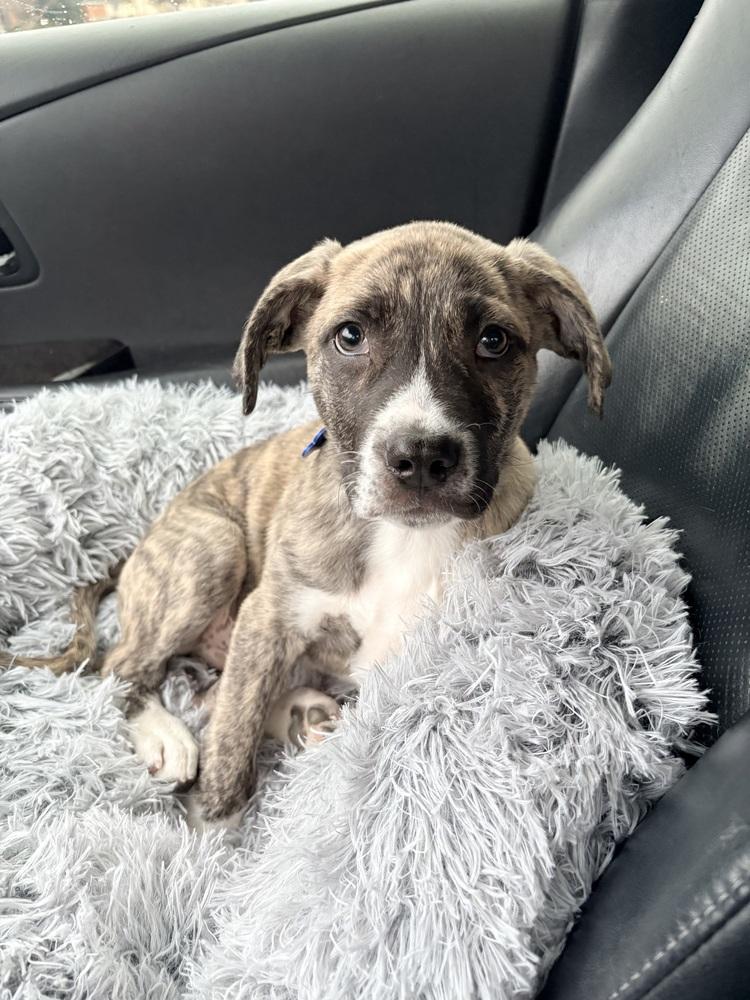 Edward, a Adoptable mixed breed in Frisco, TX image 5/6