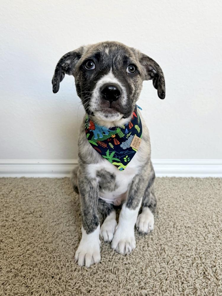 Edward, a Adoptable mixed breed in Frisco, TX image 6/6