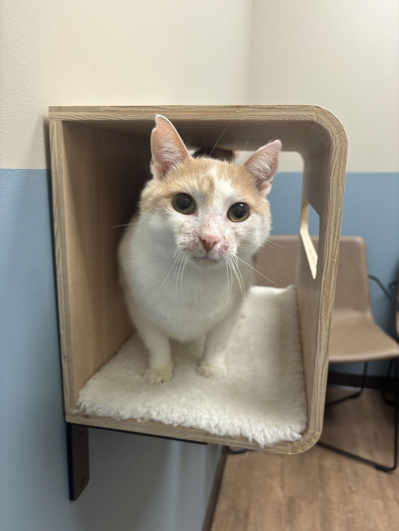 Cheerio  Kbc thumbnail 2