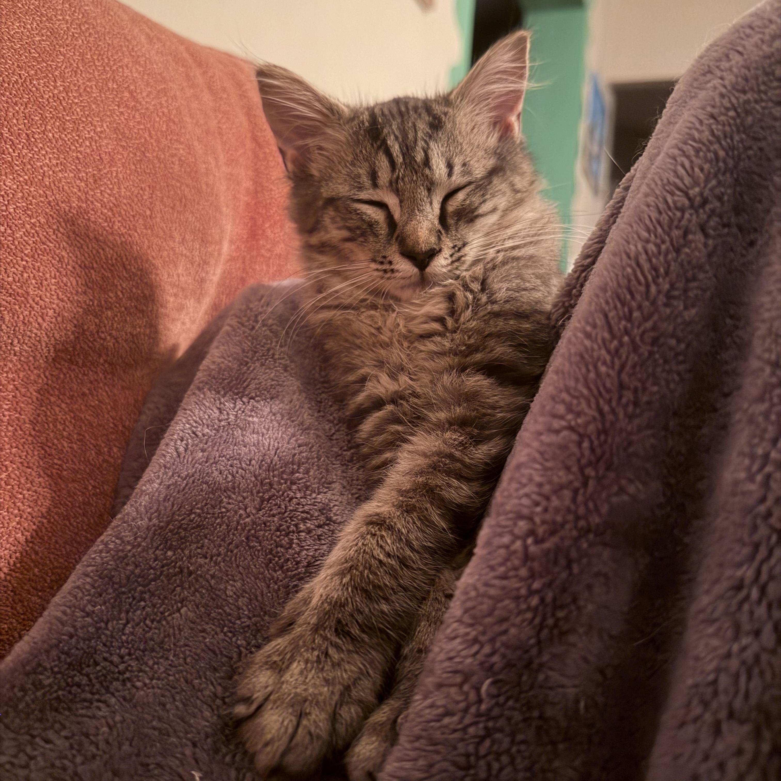 Enlarge Huckleberry, a Adopted Domestic Long Hair in Seneca, SC image 4/4