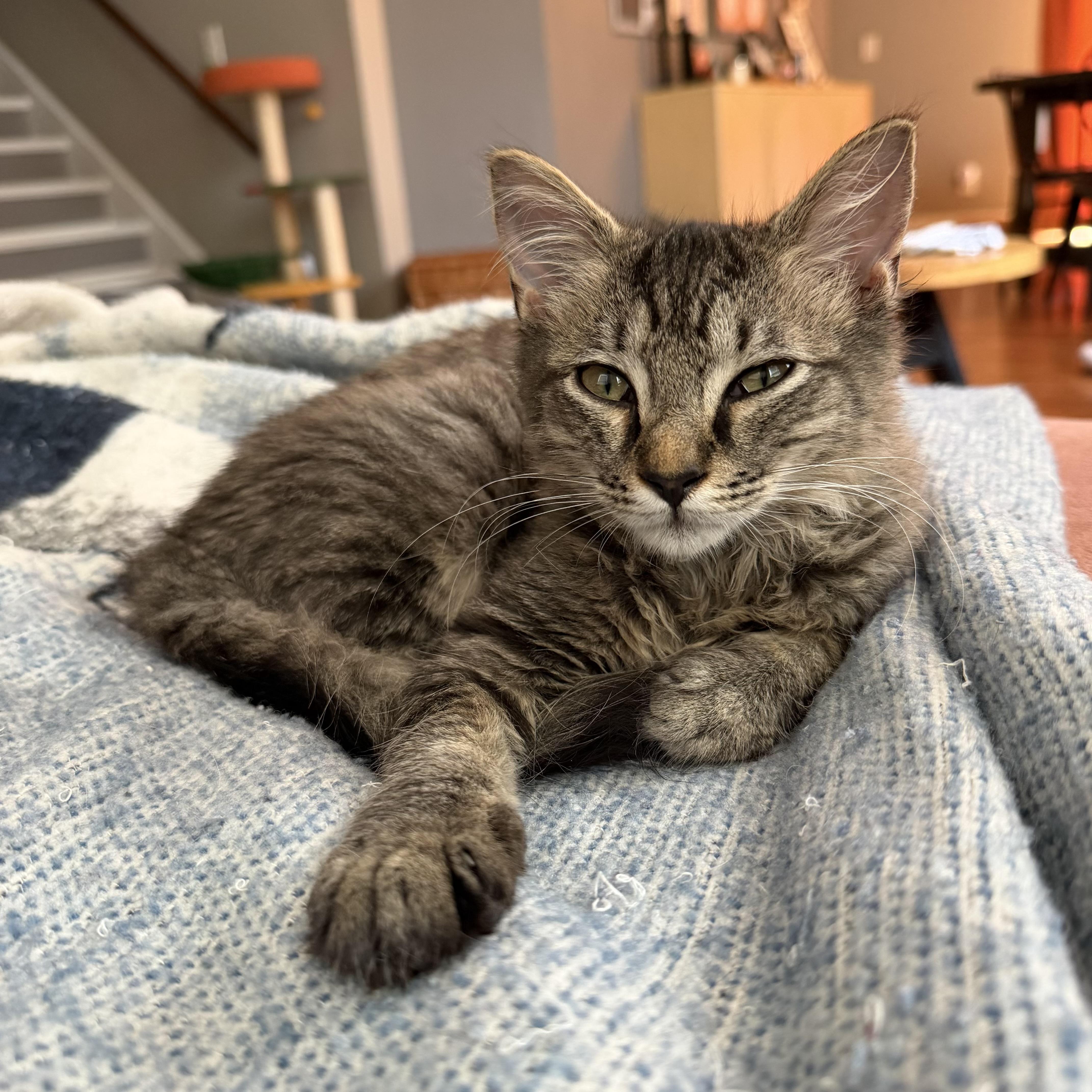 Enlarge Huckleberry, a Adopted Domestic Long Hair in Seneca, SC image 2/4