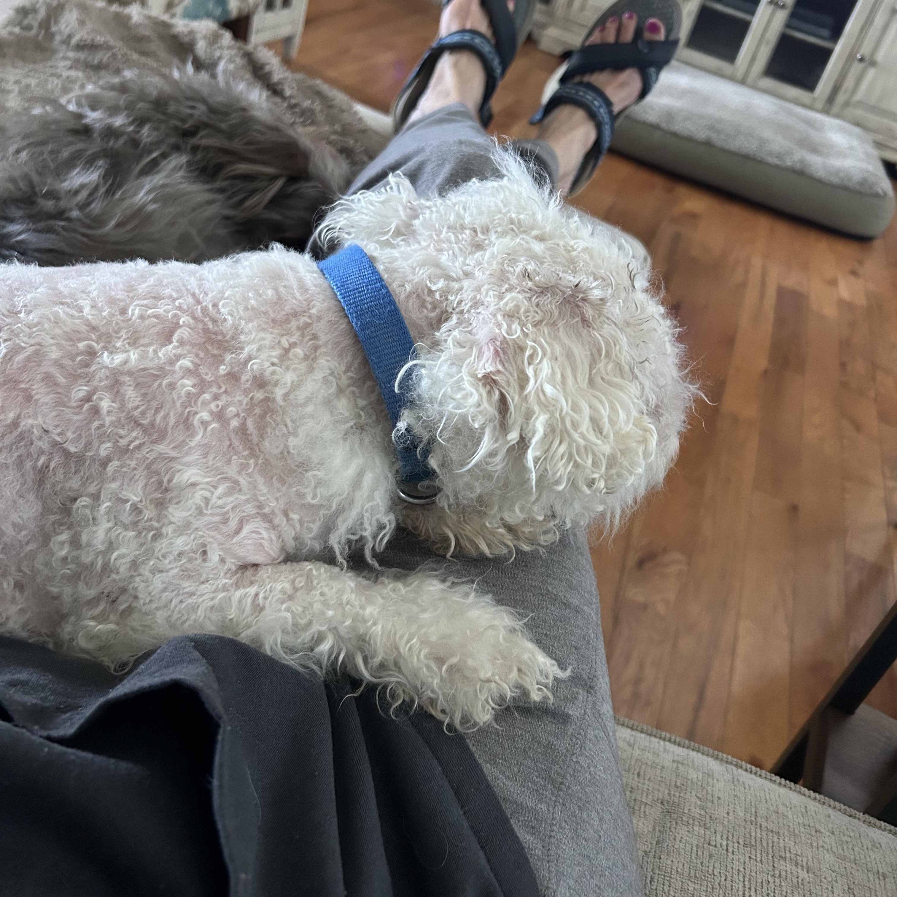 Conner, an adoptable Maltipoo in Knoxville, TN, 37923 | Photo Image 3