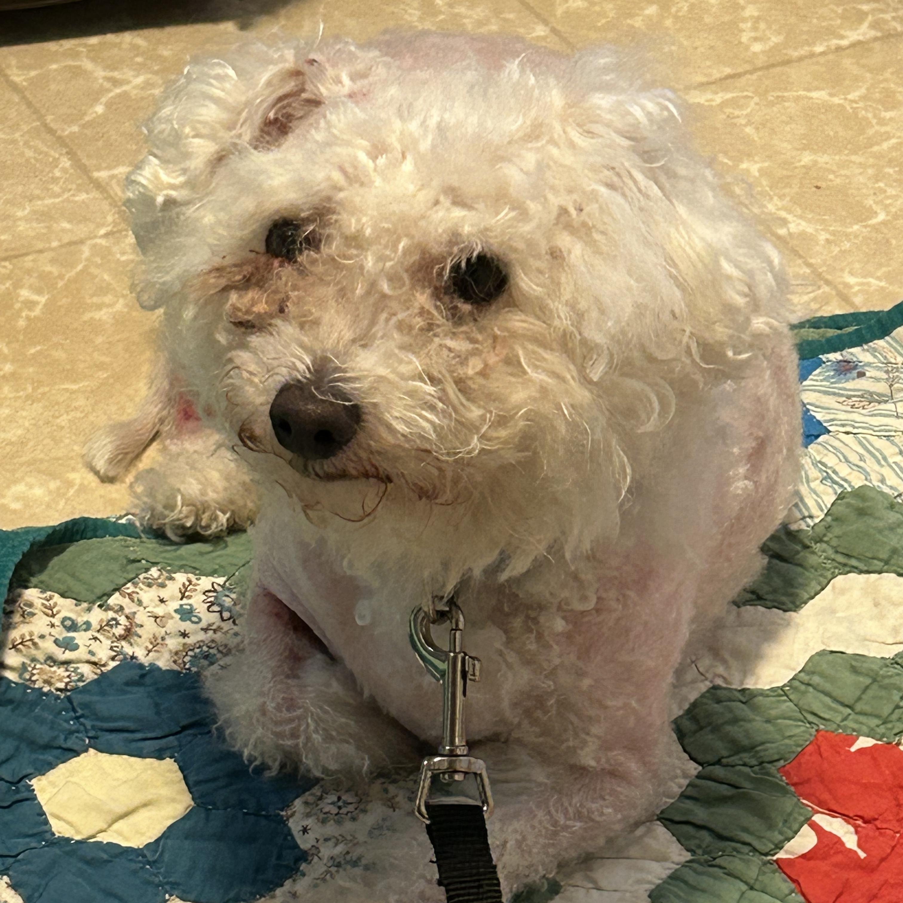 Conner, an adoptable Maltipoo in Knoxville, TN, 37923 | Photo Image 1