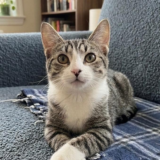 Kamdyn, Adopted, Kitten Male Domestic Short Hair.