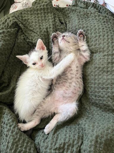 Enlarge Mullet Man, a Adoptable Domestic Long Hair in Fort Thomas, KY image 1/2
