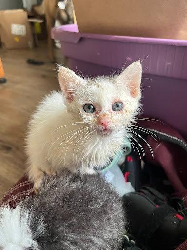 Enlarge Mullet Man, a Adoptable Domestic Long Hair in Fort Thomas, KY image 2/2