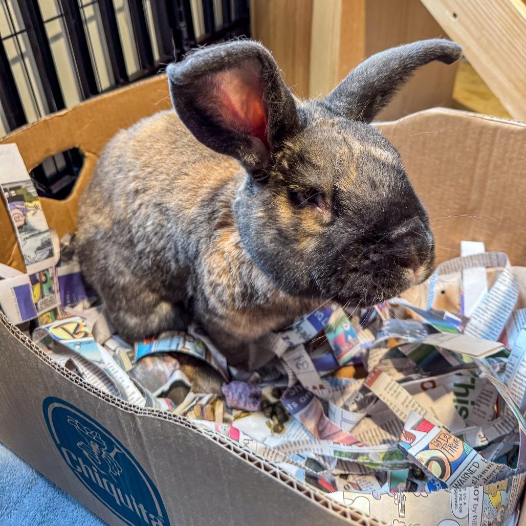 Munchkin, Adoptable, Adult Male Californian & New Zealand.