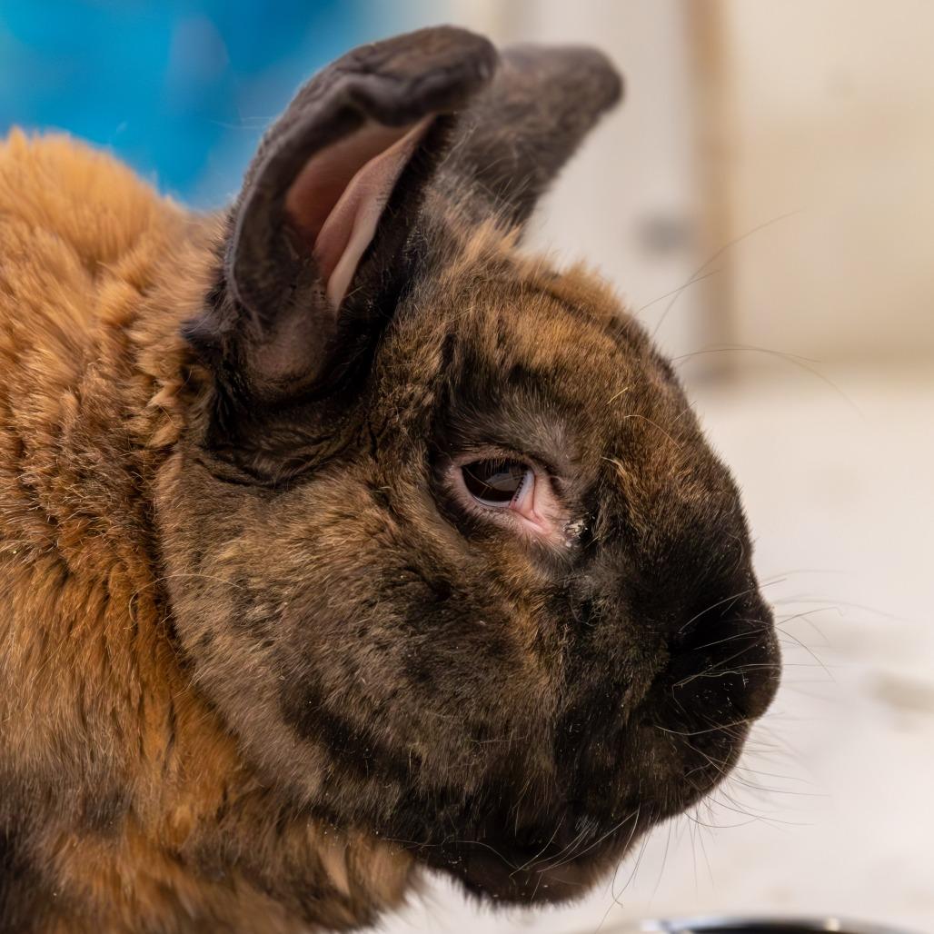 Enlarge Munchkin, a Adoptable mixed breed in Kennebunk, ME image 2/3