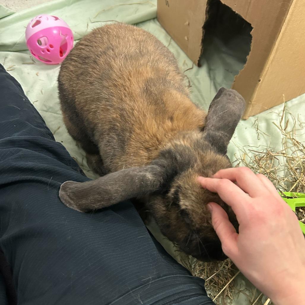 Enlarge Munchkin, a Adoptable mixed breed in Kennebunk, ME image 3/3