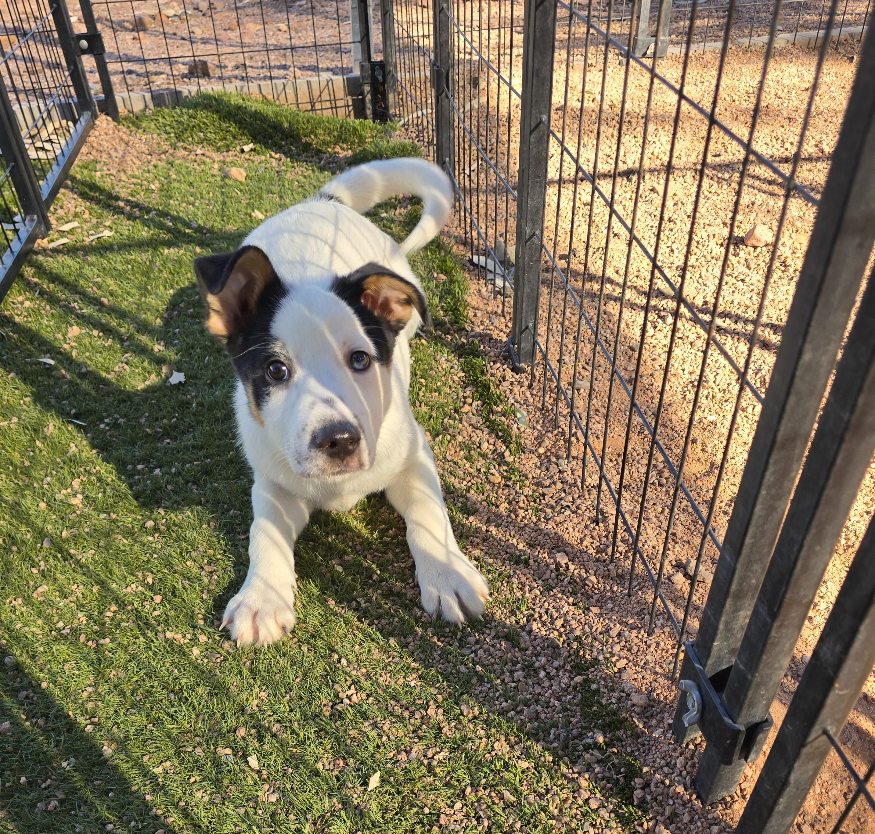 Percival, ADOPTABLE, Puppy Male Labrador Retriever & Australian Shepherd.