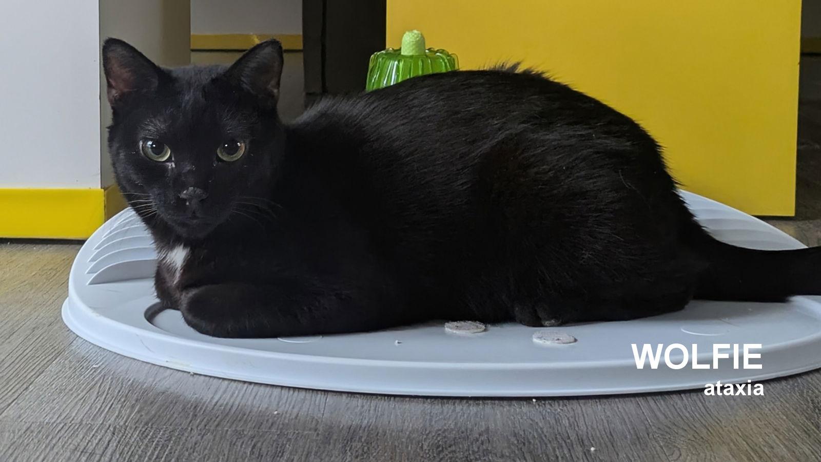 Wolfie, a Adoptable Domestic Short Hair image 2/3