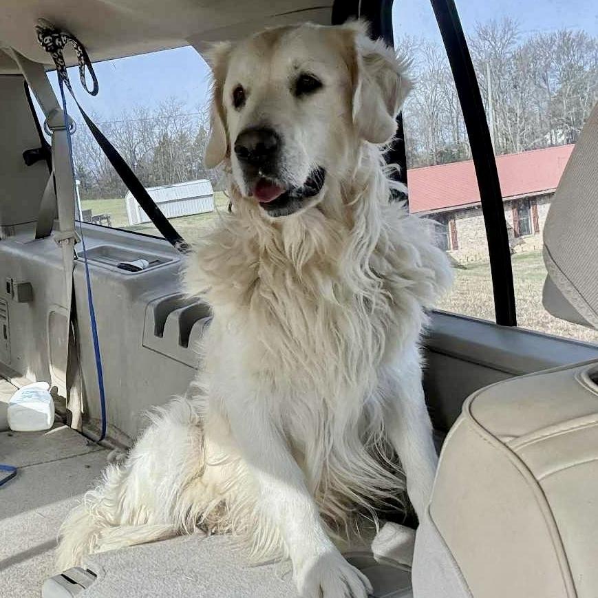 Jagger James #7331, Adopted, Adult Male Golden Retriever.