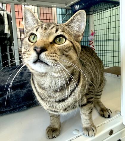 BUBBA, an adopted mixed breed in Fernandina Beach, FL image 2/3