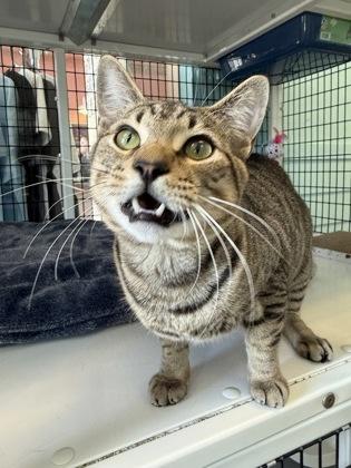 BUBBA, an adopted mixed breed in Fernandina Beach, FL image 3/3