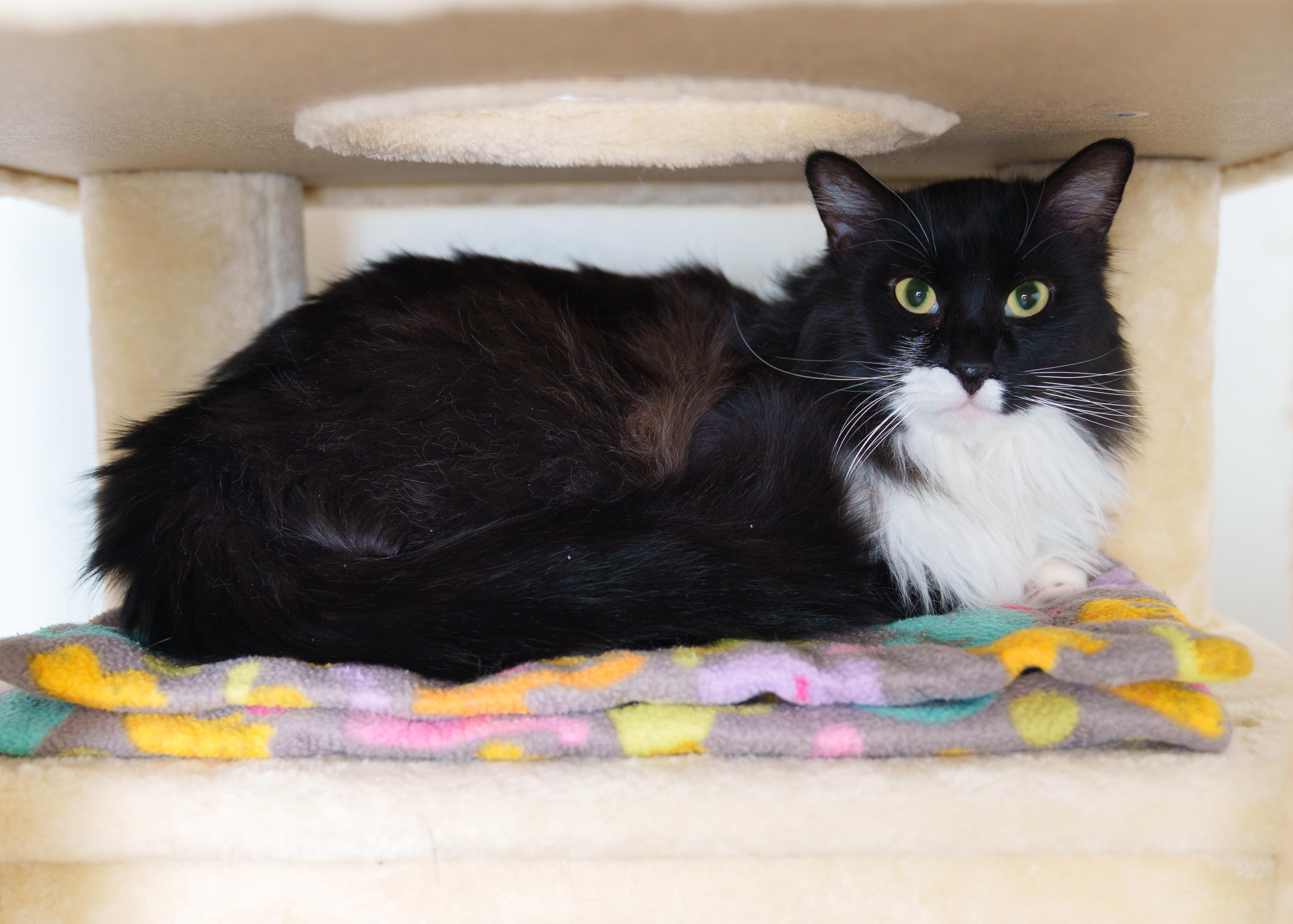 Prince, a ADOPTABLE Domestic Long Hair in Boise, ID image 1/3