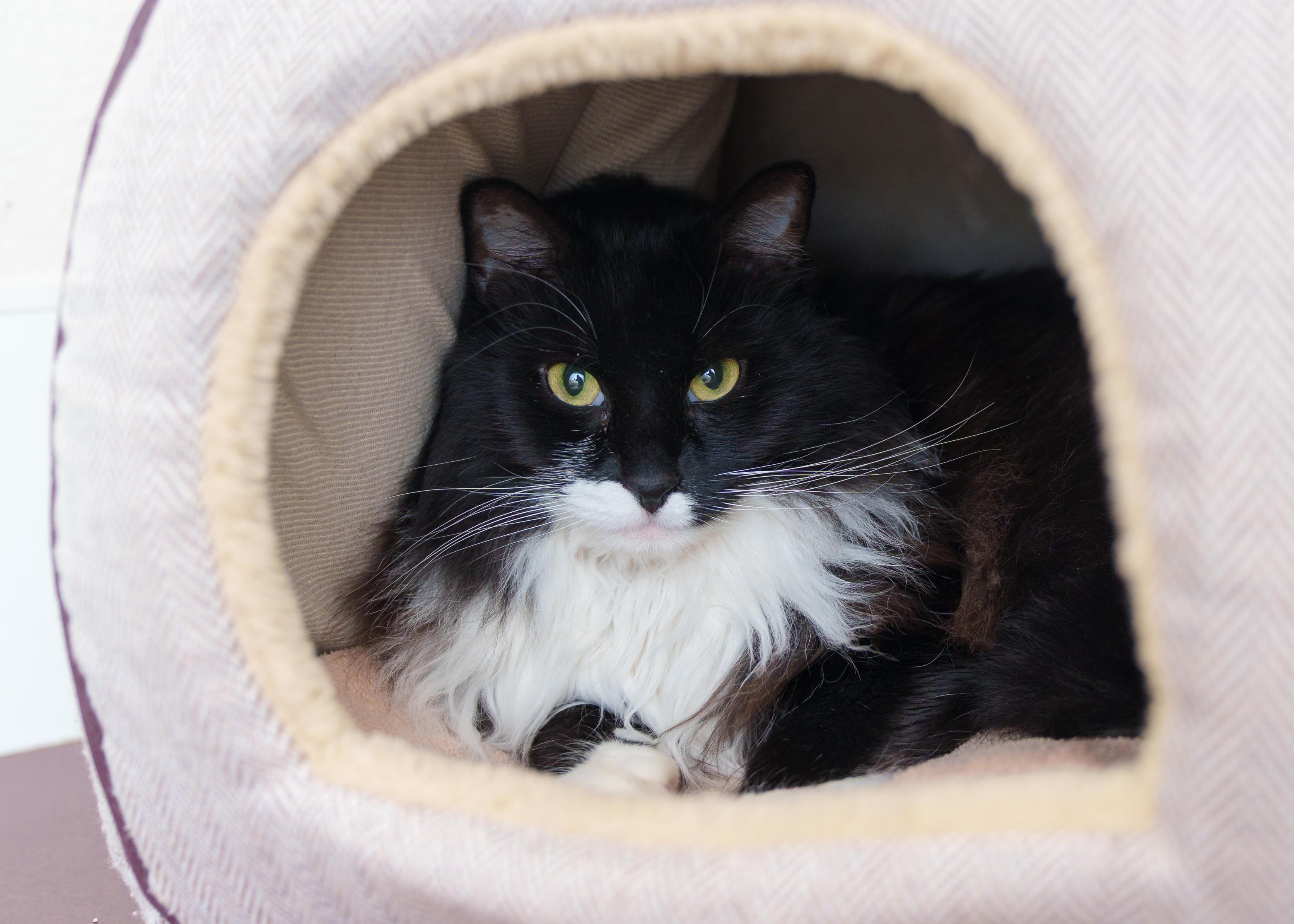 Prince, a ADOPTABLE Domestic Long Hair in Boise, ID image 2/3