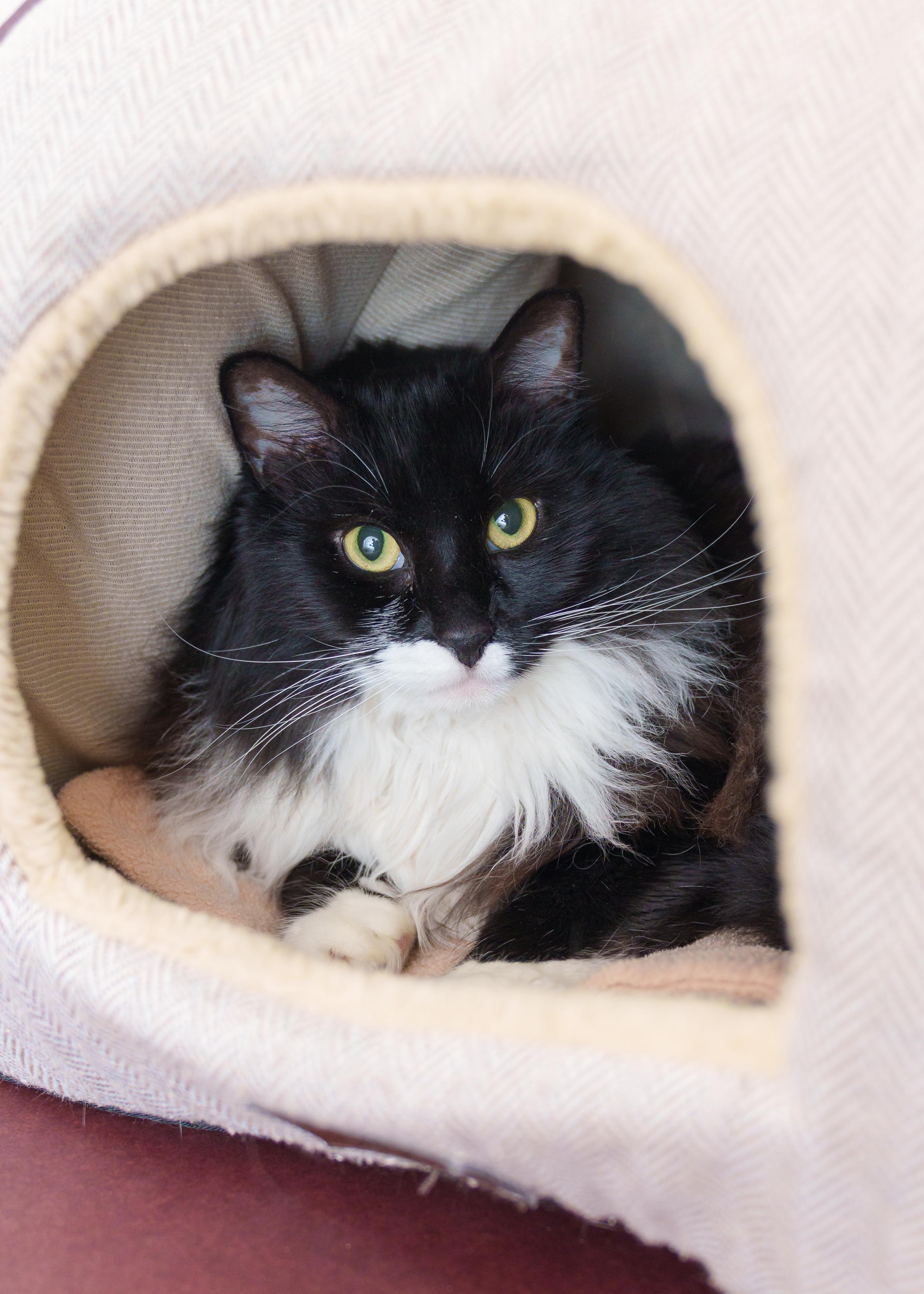 Prince, a ADOPTABLE Domestic Long Hair in Boise, ID image 3/3
