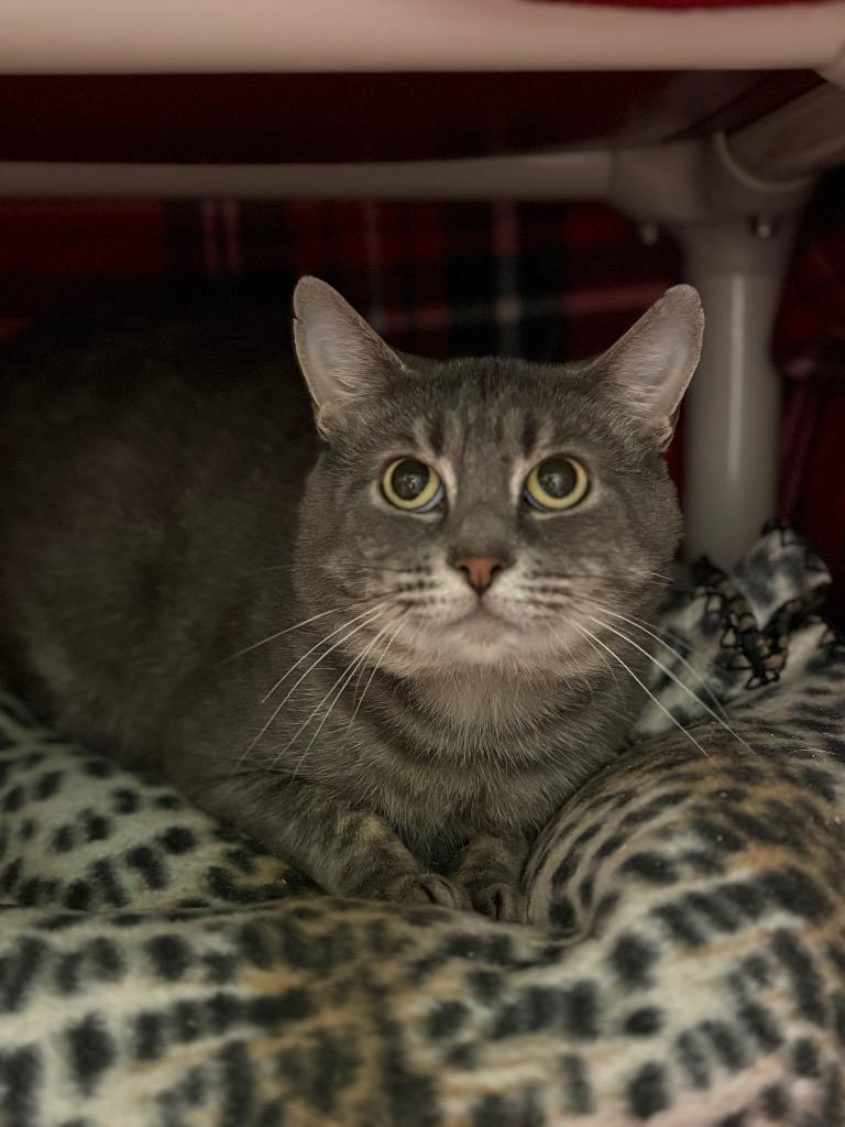 Enlarge Dine, a Adoptable mixed breed in Olean, NY image 1/2